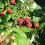 Himbeeren sind in vielen heimischen Gärten zu finden