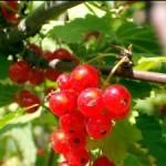 Rote Johannisbeeren