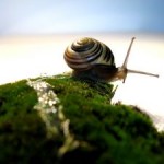 1220297_snail Schnecken fressen Pflanzen an
