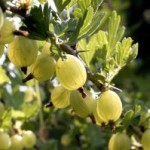 Stachelbeeren sind eine richtige Delikatesse
