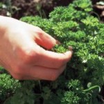762623_herbage_crop Petersilie verleiht vielen Gerichten einen besonderen Geschmack