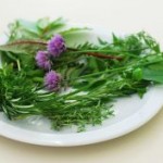 Kräuter Frische Kräuter aus dem eigenen Garten