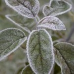 1099788_frost_6 Frostige Nächte werden im Februar immer seltener