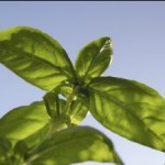 1155246_basil_1 Basilikum eignet sich hervorragend zur Anpflanzung im Kräutergarten