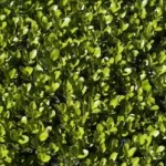 1247542_buxus_background Der Buchsbaum ist vor allem eine beliebte Heckenpflanze