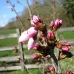 garten_marz Im März erwacht der Garten langsam zu neuem Leben