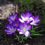 1270516_krokus Der Garten erwacht aus dem Winterschlaf