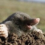 black mole Maulwürfe und Wühlmäuse lassen sich nur schwer vertreiben