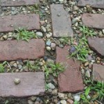 163726_a_little_rock Unkraut sprießt nicht nur im Garten, sondern auch auf Wegen