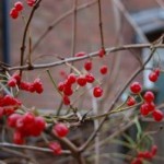 Auch die Cranberries gehören in deutschen Gärten noch zu den Raritäten