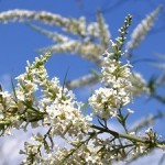 jasminstrauch Mit einer geschickten Auswahl hat man das ganze Jahr blühende Ziergehölze im Garten