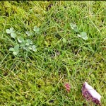 moos Moos ist vor allem auf schattigen Grünflächen zu finden