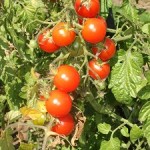 tomaten Tomaten sollte man im Juli zweimal wöchentlich ausgeizen