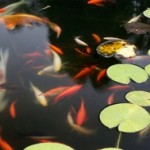 97882060 Bei der Auswahl der Fische für den Gartenteich sollte man einiges beachten