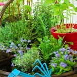 Kräutergarten mit Kräutern und Blümchen Mit der richtigen Pflege gedeihen Kräuter prächtig