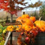 Rake and pumpkins laying on wine barrel Das Gartenjahr geht langsam zu Ende