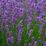 lavendel Der Lavendel ist wegen seiner ätherischen Öle sehr beliebt
