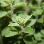 oregano2 Der Oregano ist ein beliebtes Gewürz in der mediterranen Küche