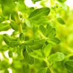 Fresh marjoram