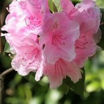 RHODODENDRON