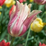 tulpen
