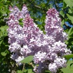 flieder2