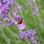 lavender