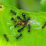 ant eating an insect in the parks