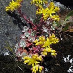 Sedum flower