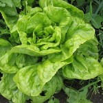 salat
