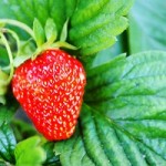 erdbeere