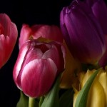 tulpen1