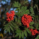 mountain ash