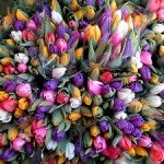 tulpen2