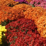 chrysanthemen