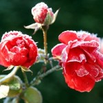 Frosted petals