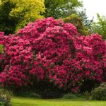 Rhododendron