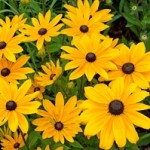 Sonnenhut - Rudbeckia