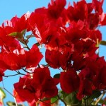 bougainvillea