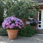 Ballhortensie XXL