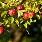 Apfelbäume kann man ruhig auch im Sommer schneiden © focus finder - Fotolia.com