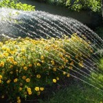 Auch im Sommer muss nicht unbedingt jeden Tag bewässert werden © Dusan Kostic - Fotolia.com