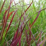 Das Blutgras bekommt zum Sommer hin eine rote Färbung