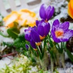 Nach dem Winter tut dem Boden etwas Kalk gut © Stefan Körber - Fotolia.com