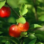 Die Acerola-Kirsche kann man auch in einen Kübel pflanzen © Hugo Carlone - Fotolia.com
