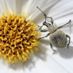 Den Dickmaulrüssler kann man mit einer Köderfalle bekämpfen © Malin Jo - Fotolia.com