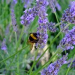 Lavendel ist im Garten sehr vielseitig einsetzbar