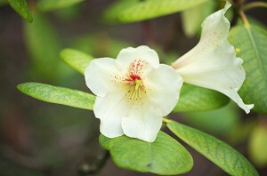 Rhododendren werden besonders gerne von Spinnmilben befallen