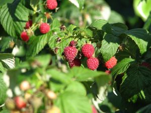 1093490_raspberries_4 Himbeeren sind in vielen heimischen Gärten zu finden