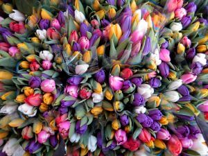 Tulpen gibt es in unzähligen Farben